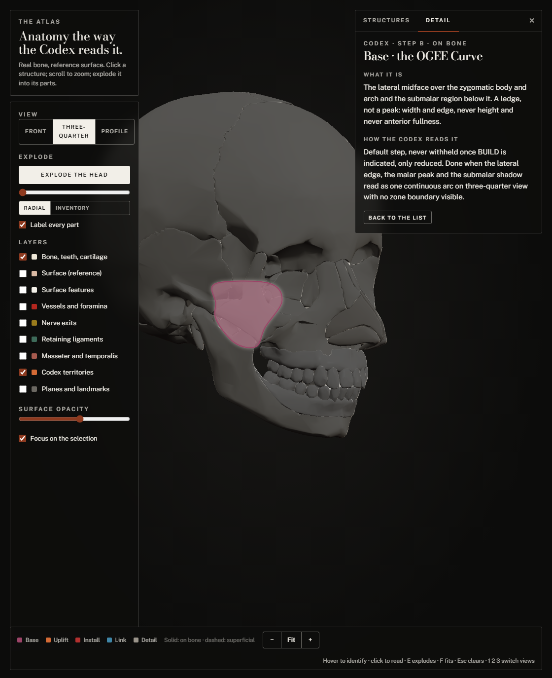 Base territory over the zygomatic bone on the reference skull, three-quarter view