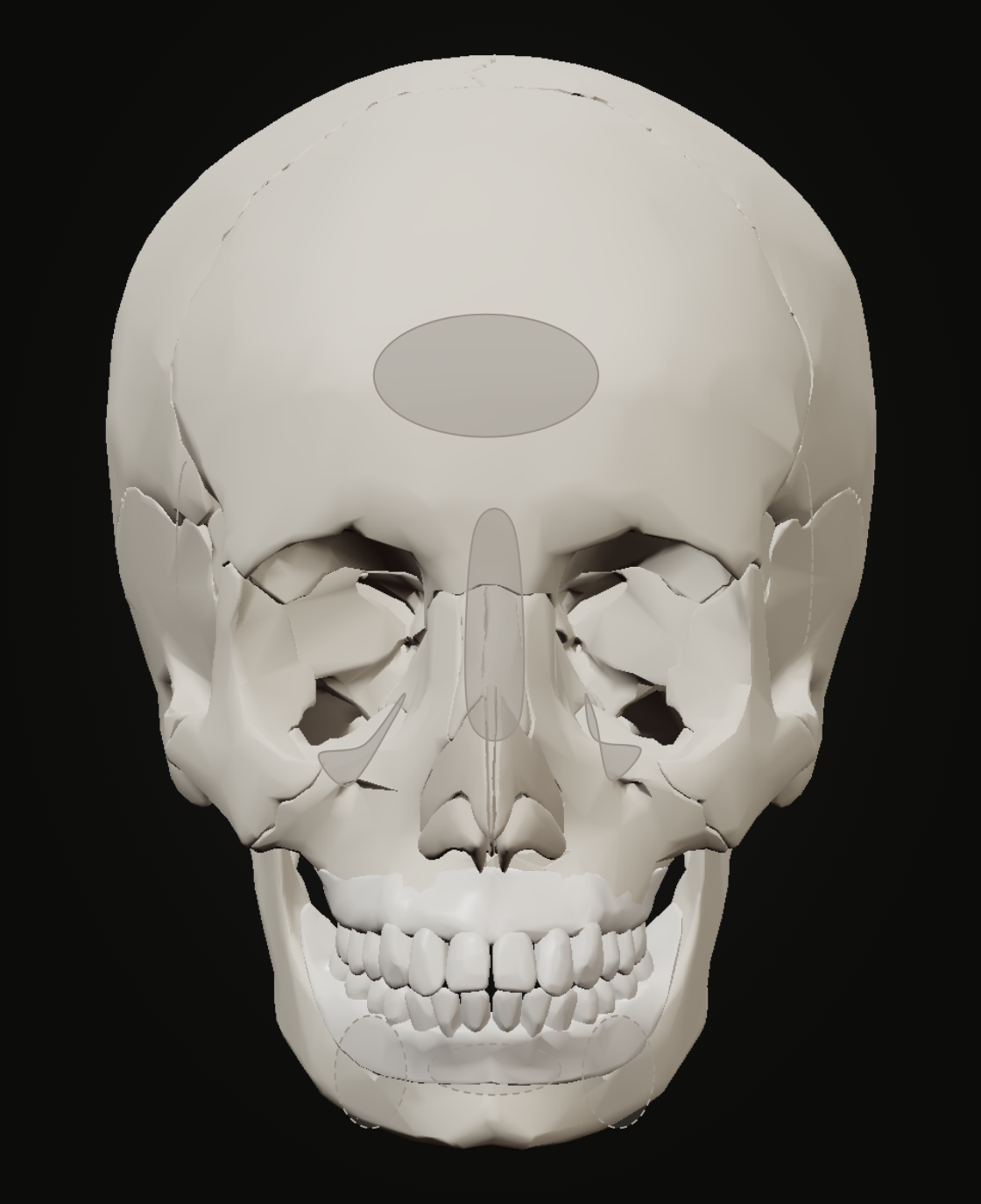Detail's seven regions on the reference skull, front view